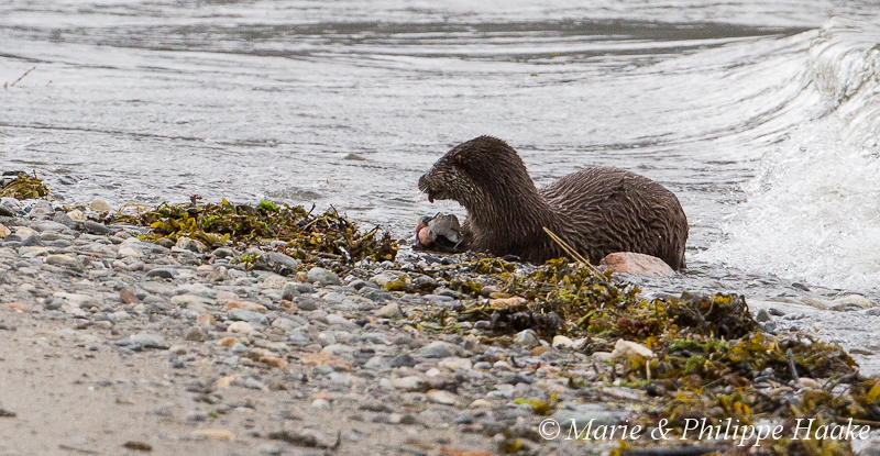 Loutre 8048.jpg - Loutre d'Europe, Lutra Lutra (Storfjorden, Norvège, juin 2012)